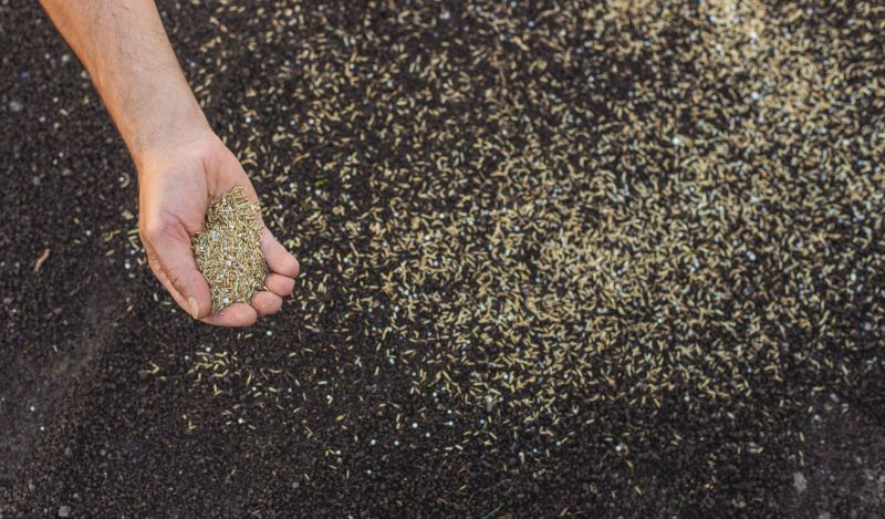 Lawn Seeding And Grass Seed Spreading