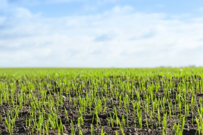 Lawn Growth Progress